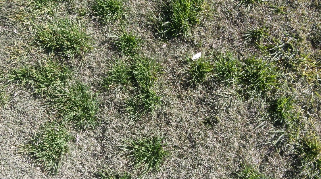Poa competing leading to poor surface