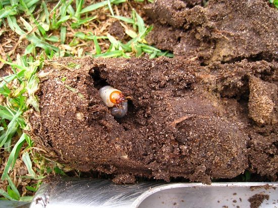 Beetle grub destroying roots