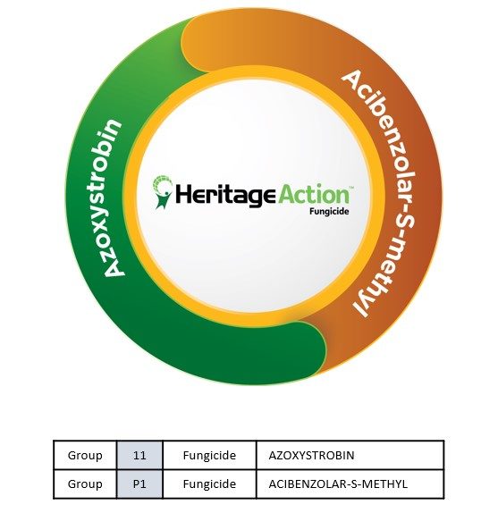 Heritage Action